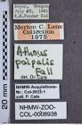 Etiketten zu Hemicrepidius palpalis (NHMW-ZOO-COL-0008938)